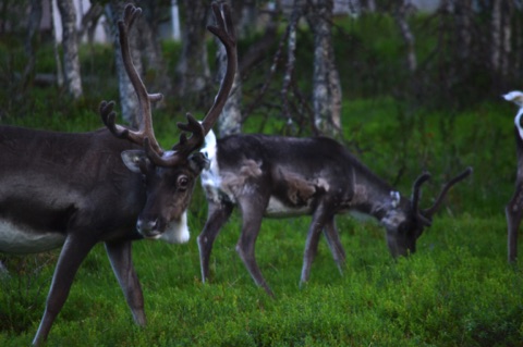Reindeer, Finland